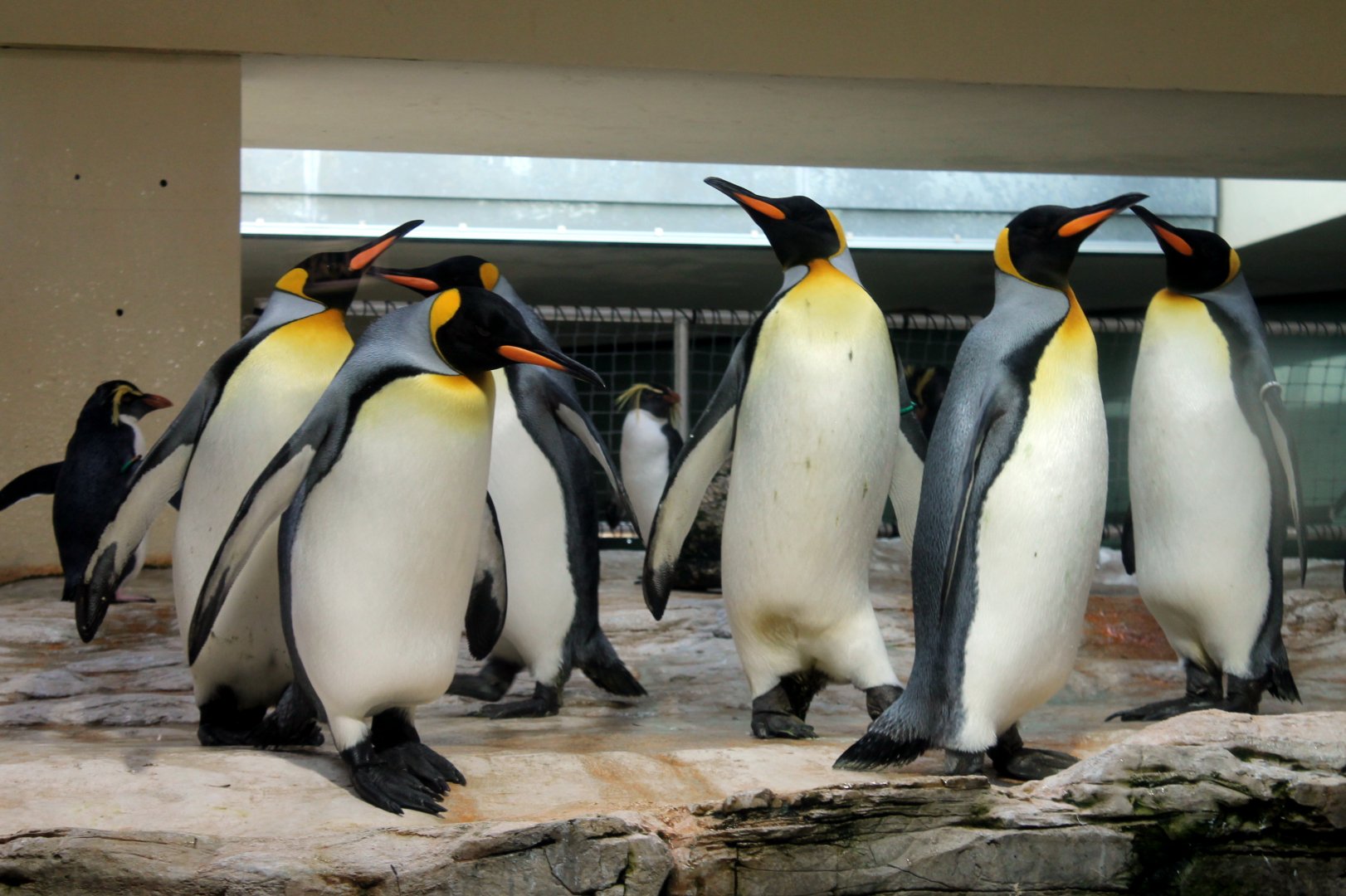 King Penguins