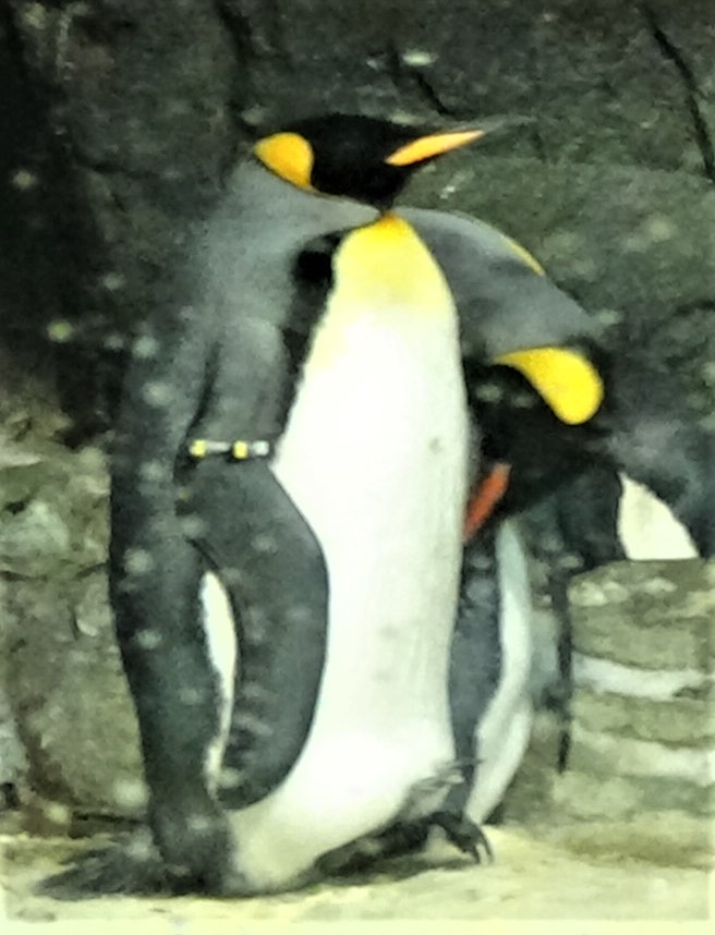 King penguins