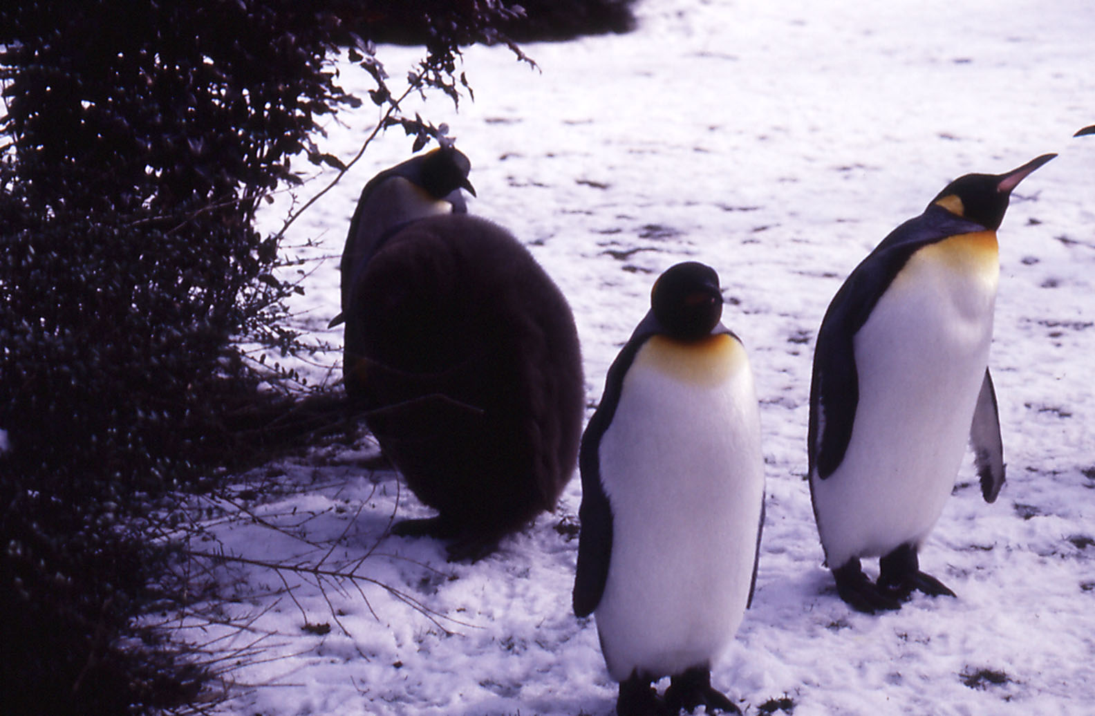 King Penguins