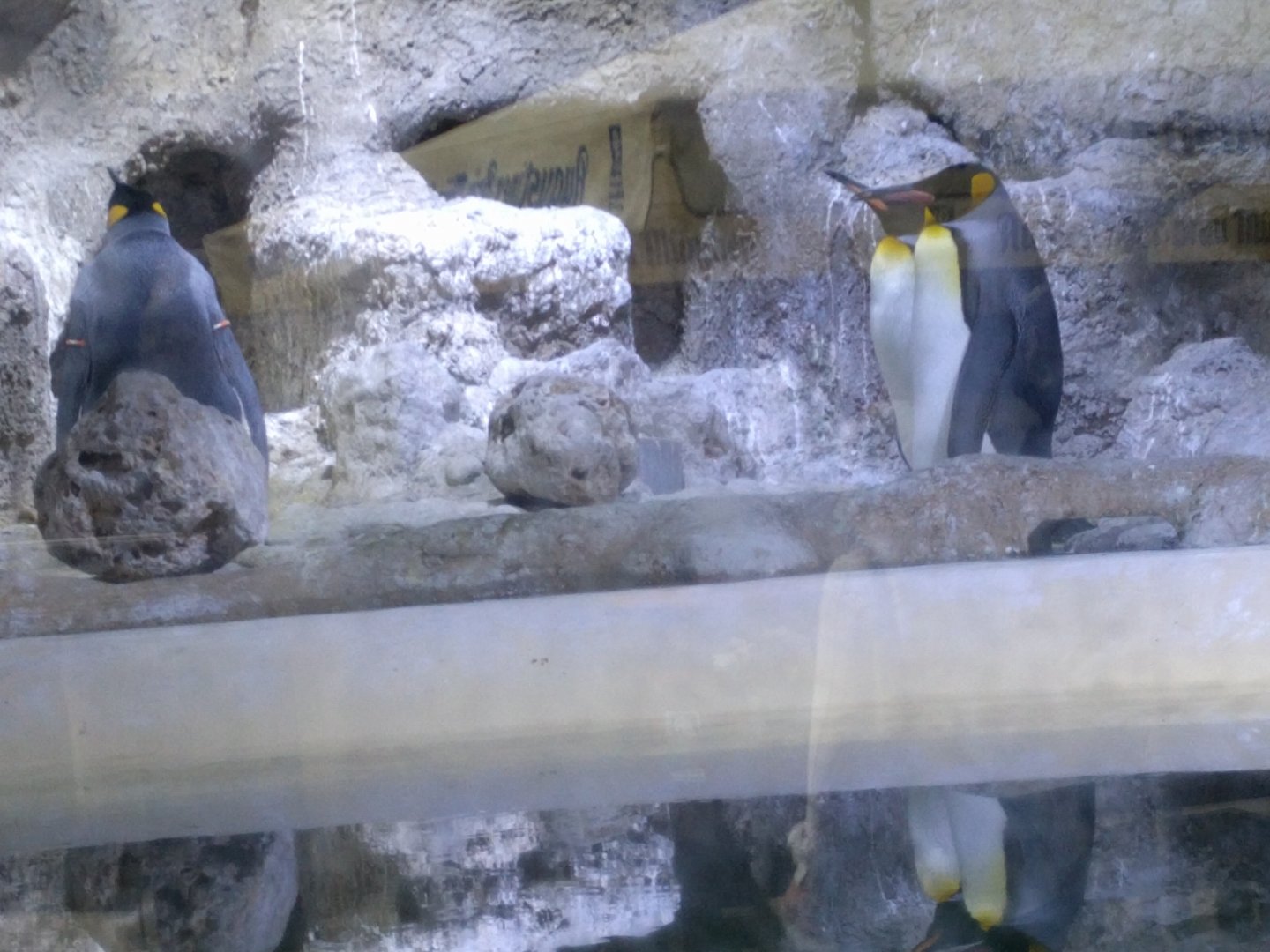 King Penguins
