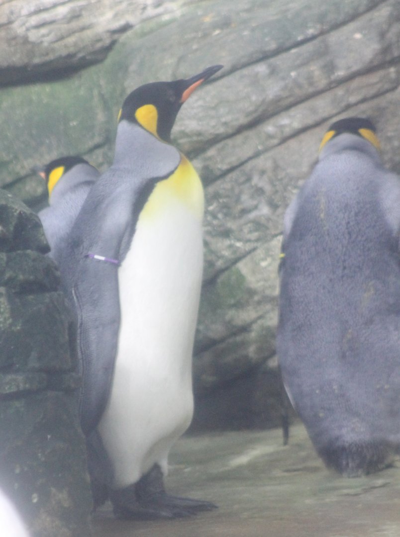 King penguins