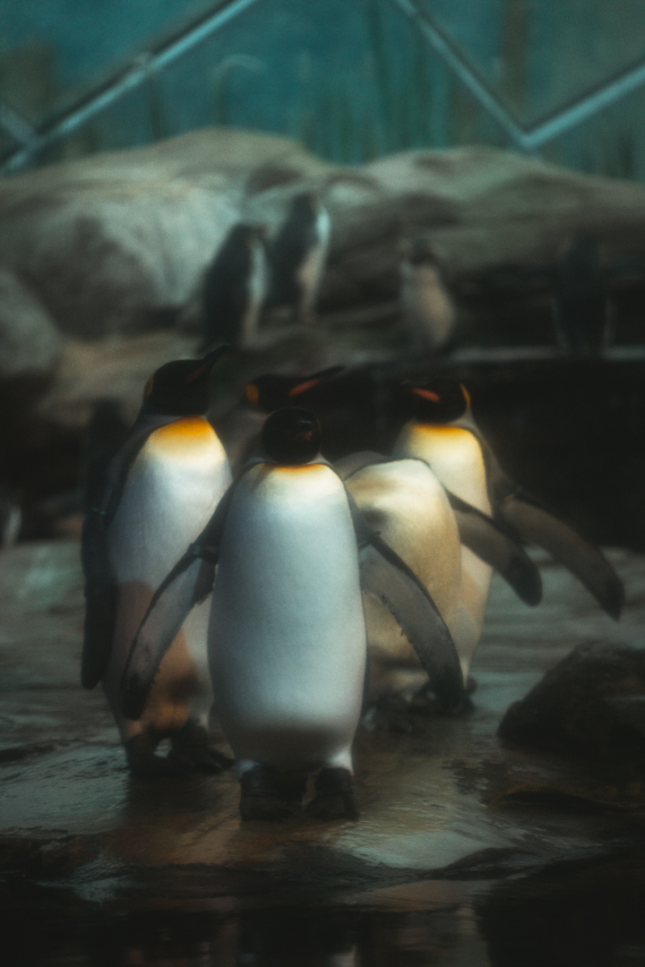 King Penguins