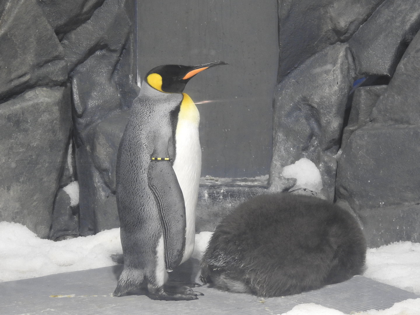 King Penguins