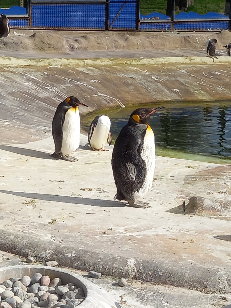 King Penguins