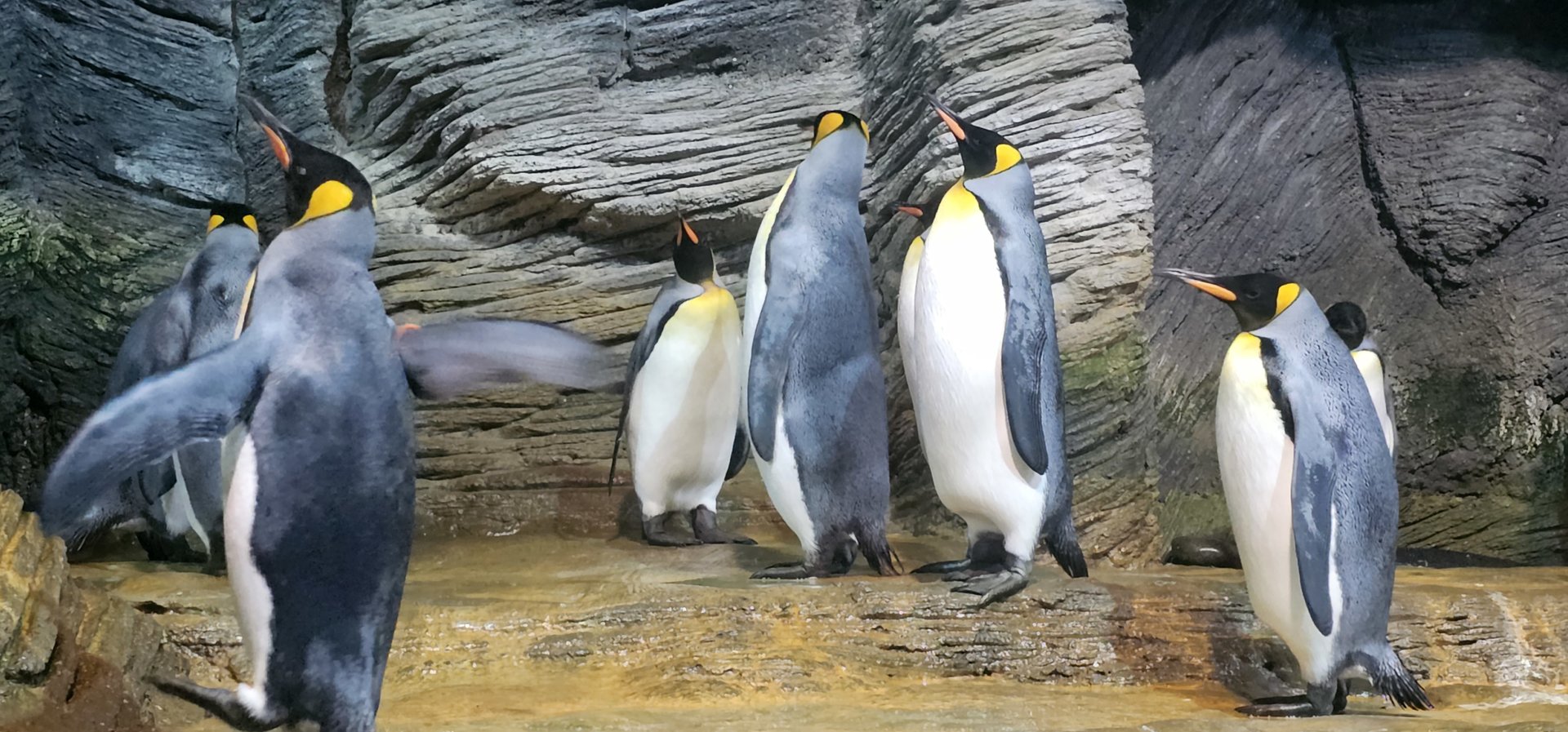 King penguins