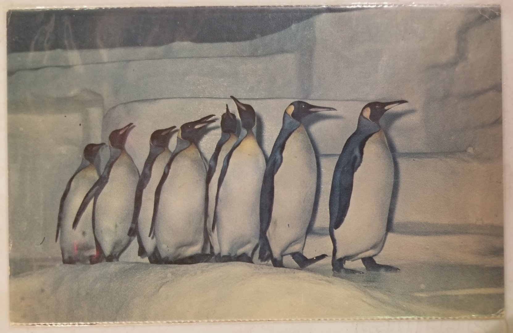 King penguins
