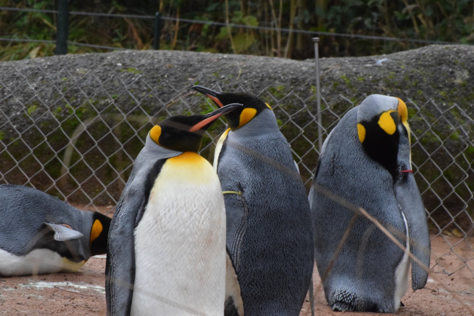 King penguins