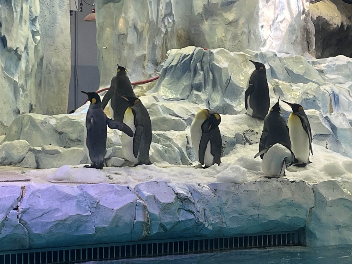 King penguins