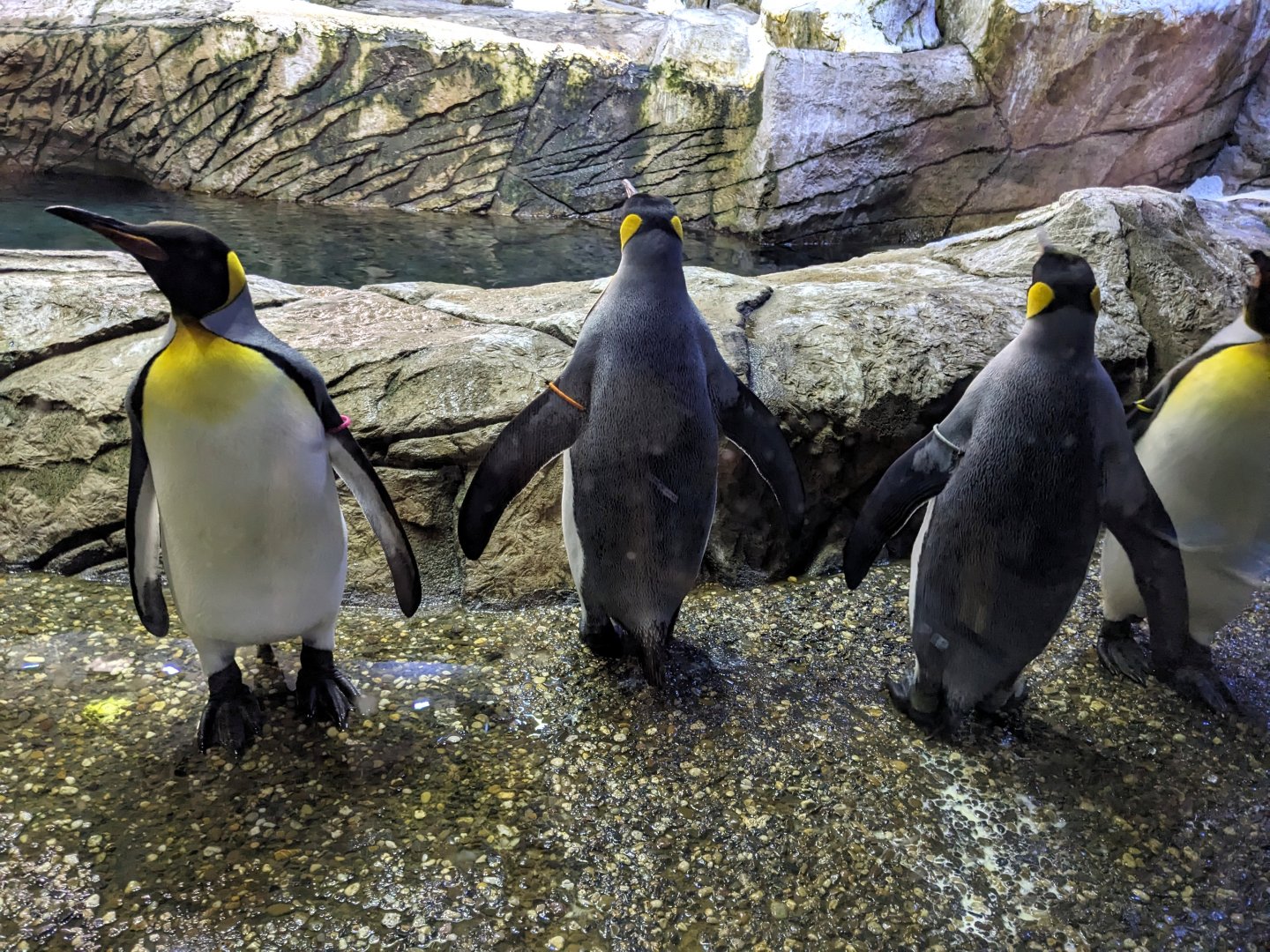 King Penguins