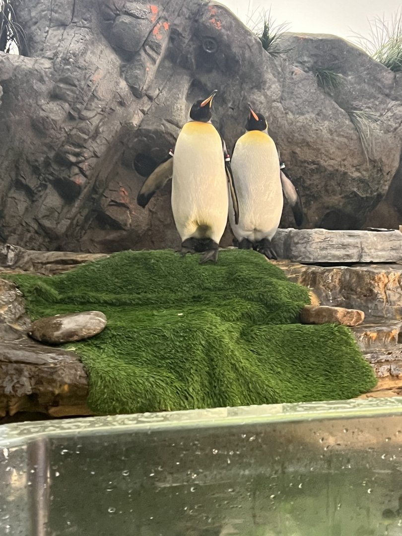 King Penguins