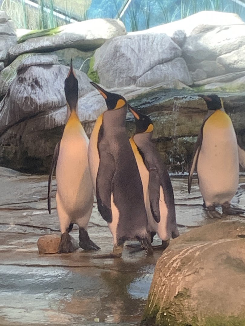 King penguins