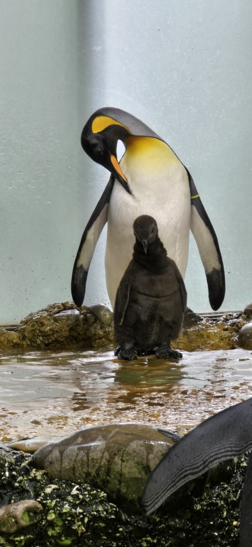 King penguins