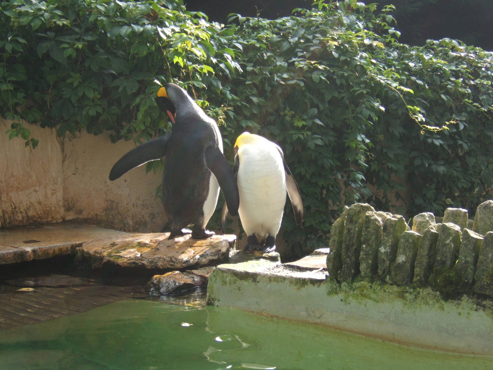 King Penguins
