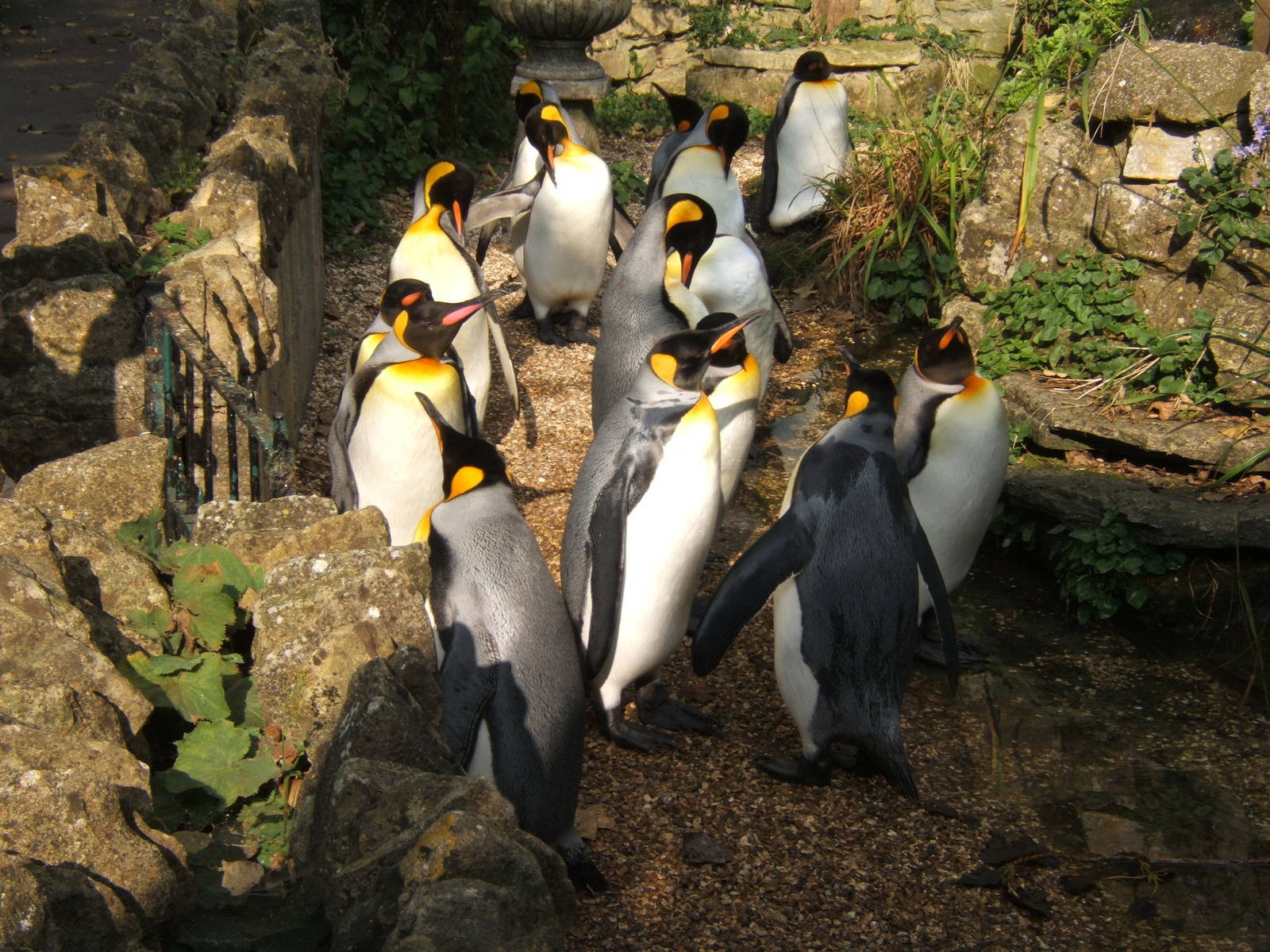 King Penguins