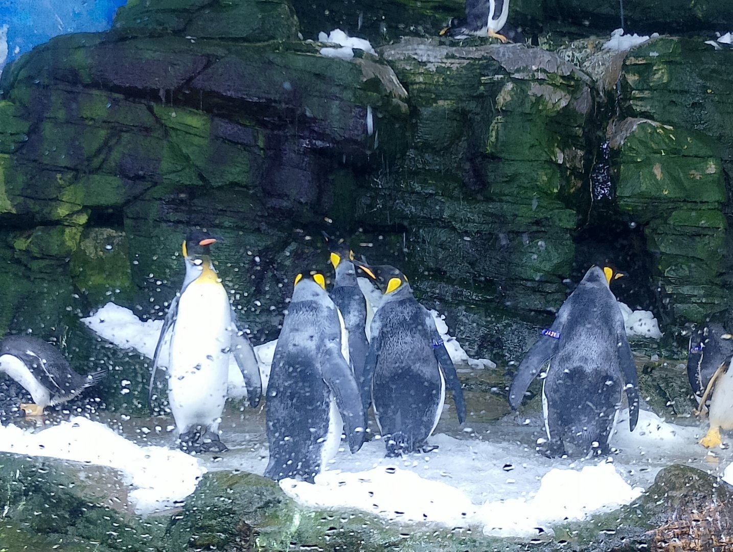 King penguins