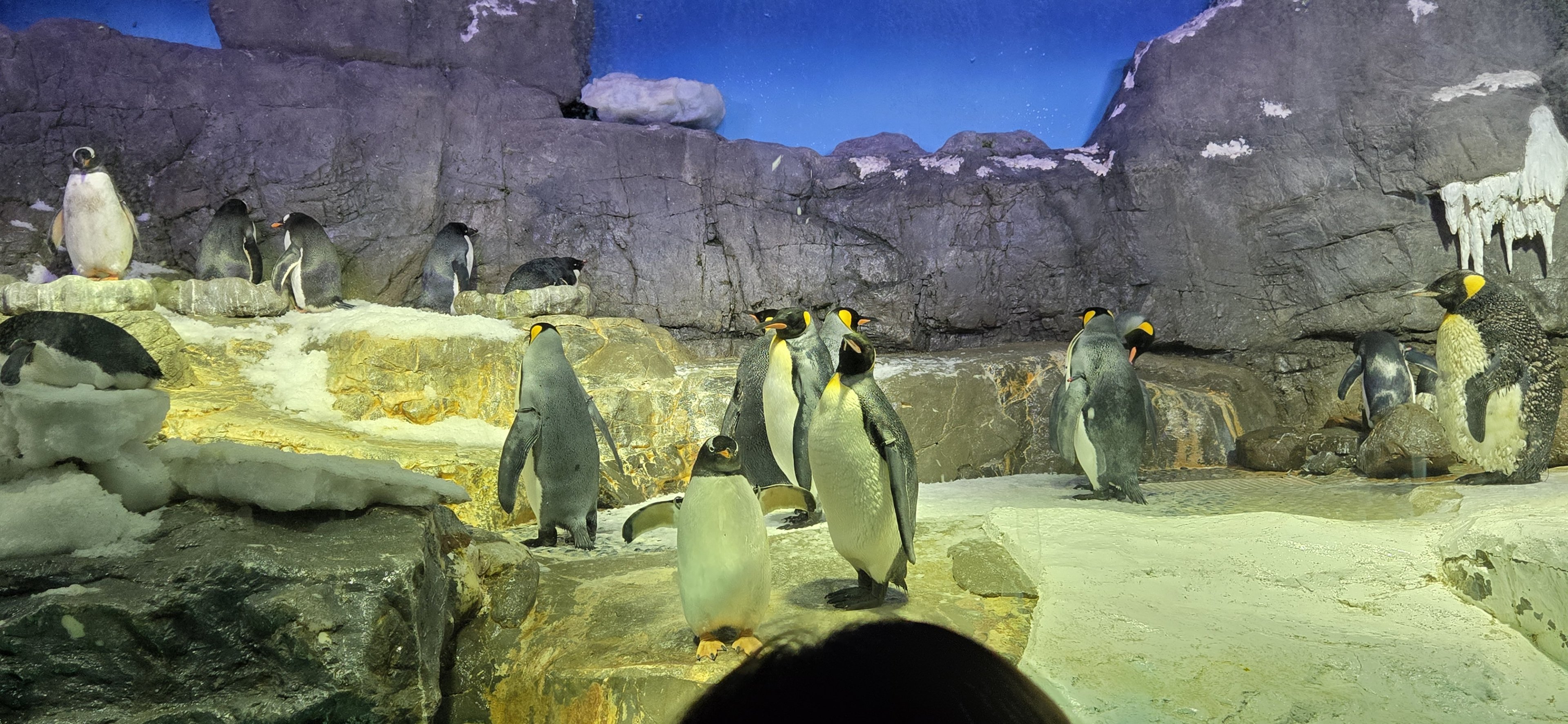 King penguins