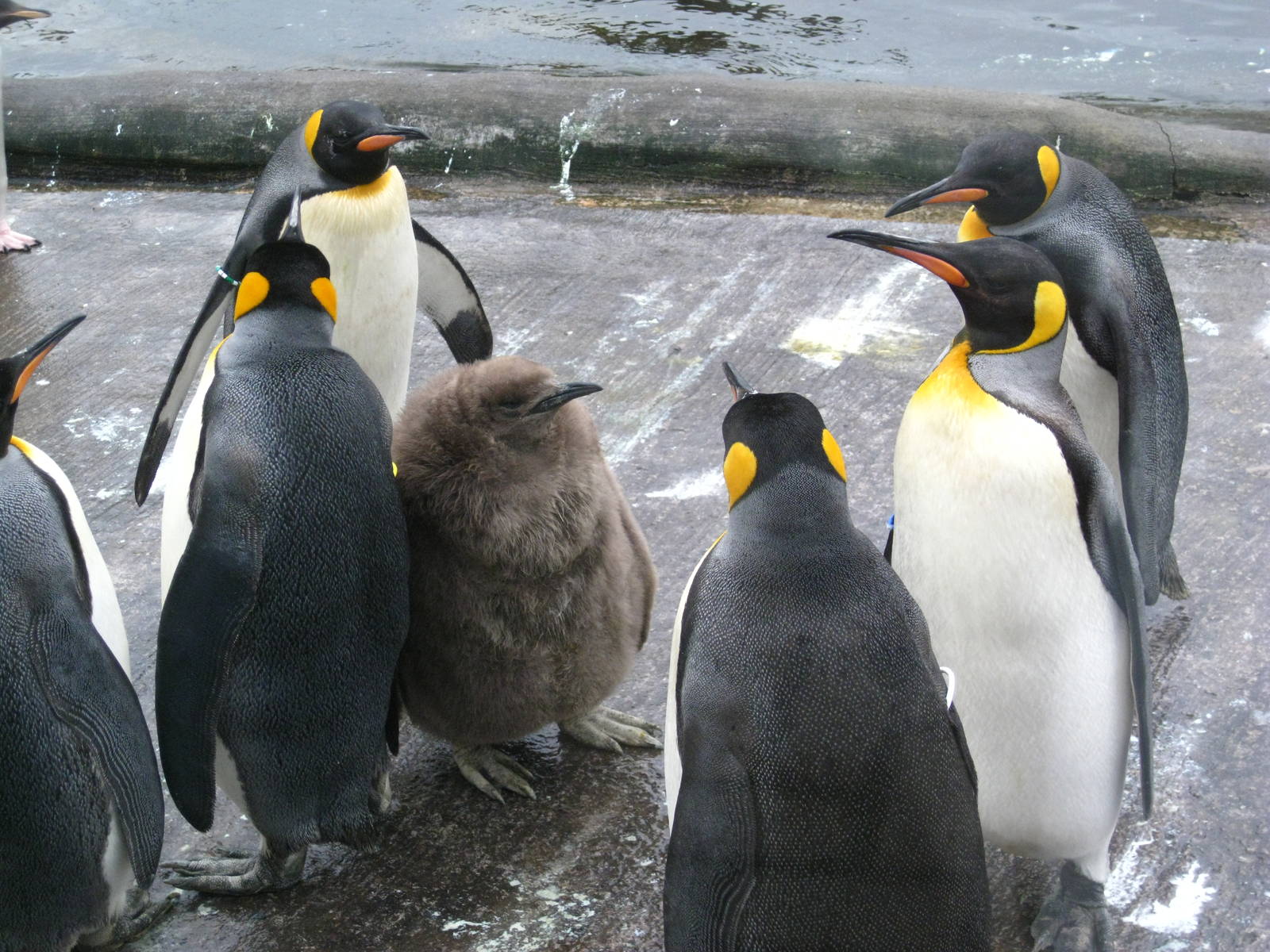 King Penguins