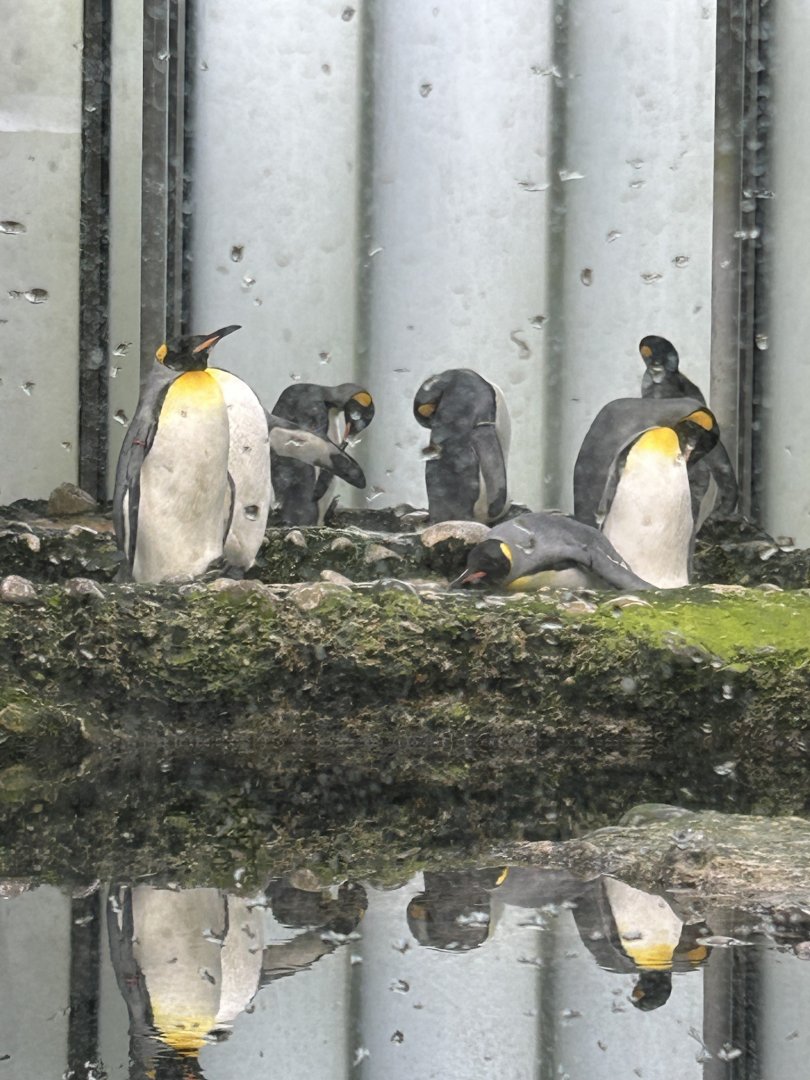 King penguins