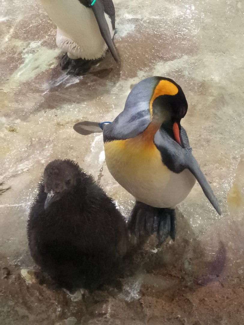 King penguins