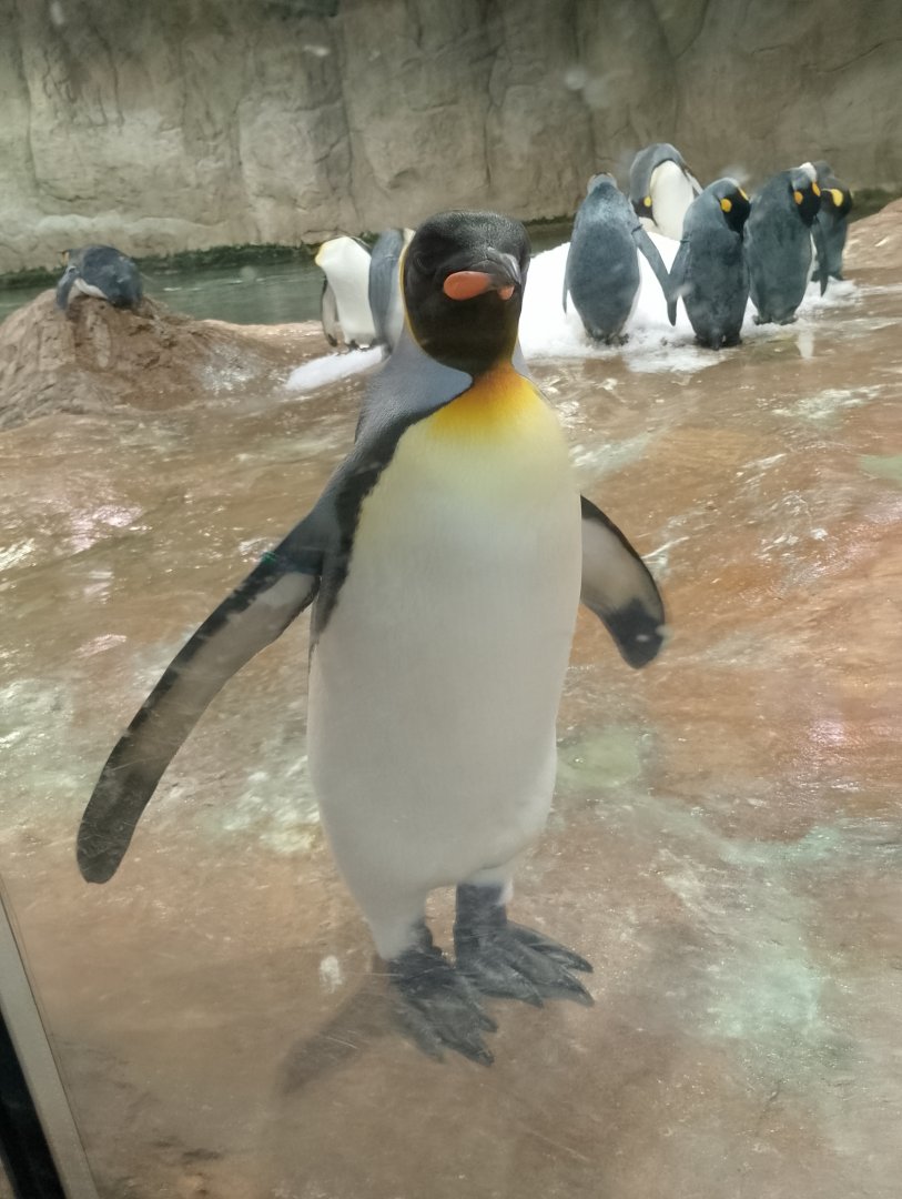 King penguins