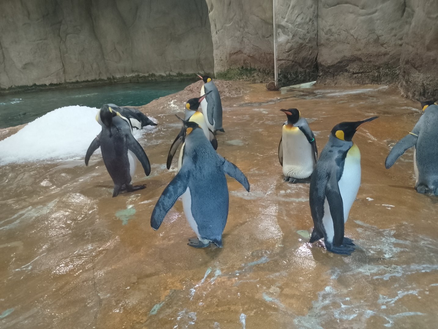 King penguins
