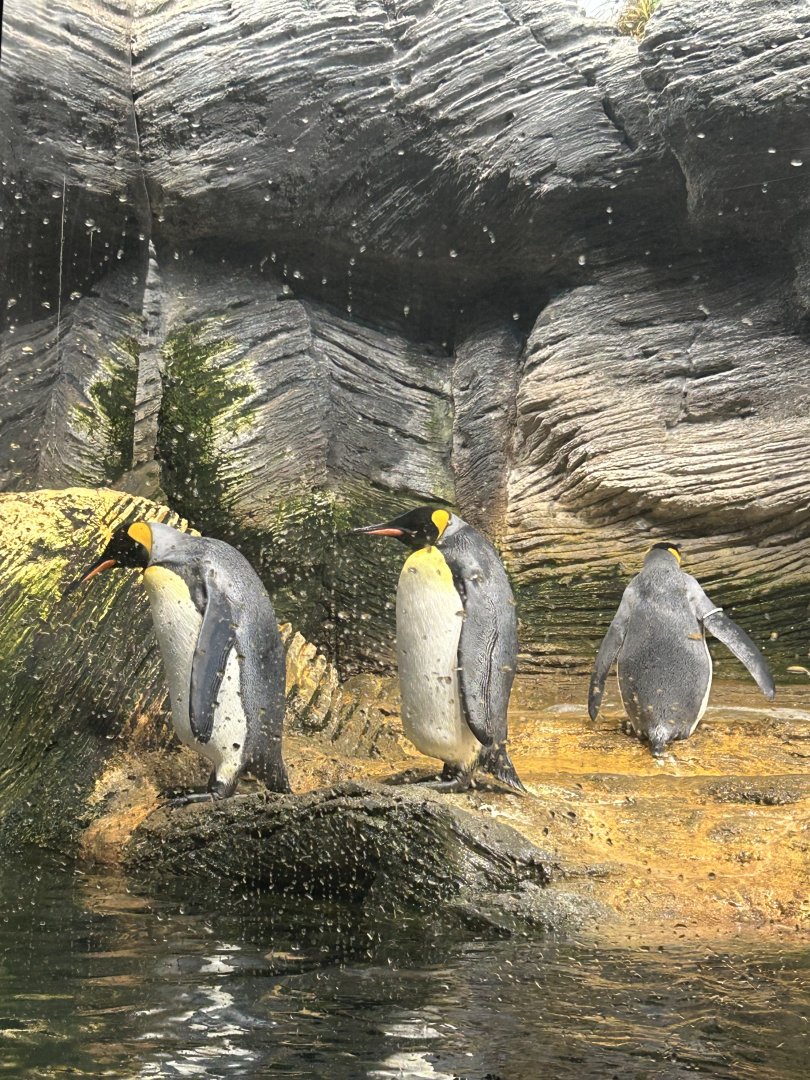 King penguins