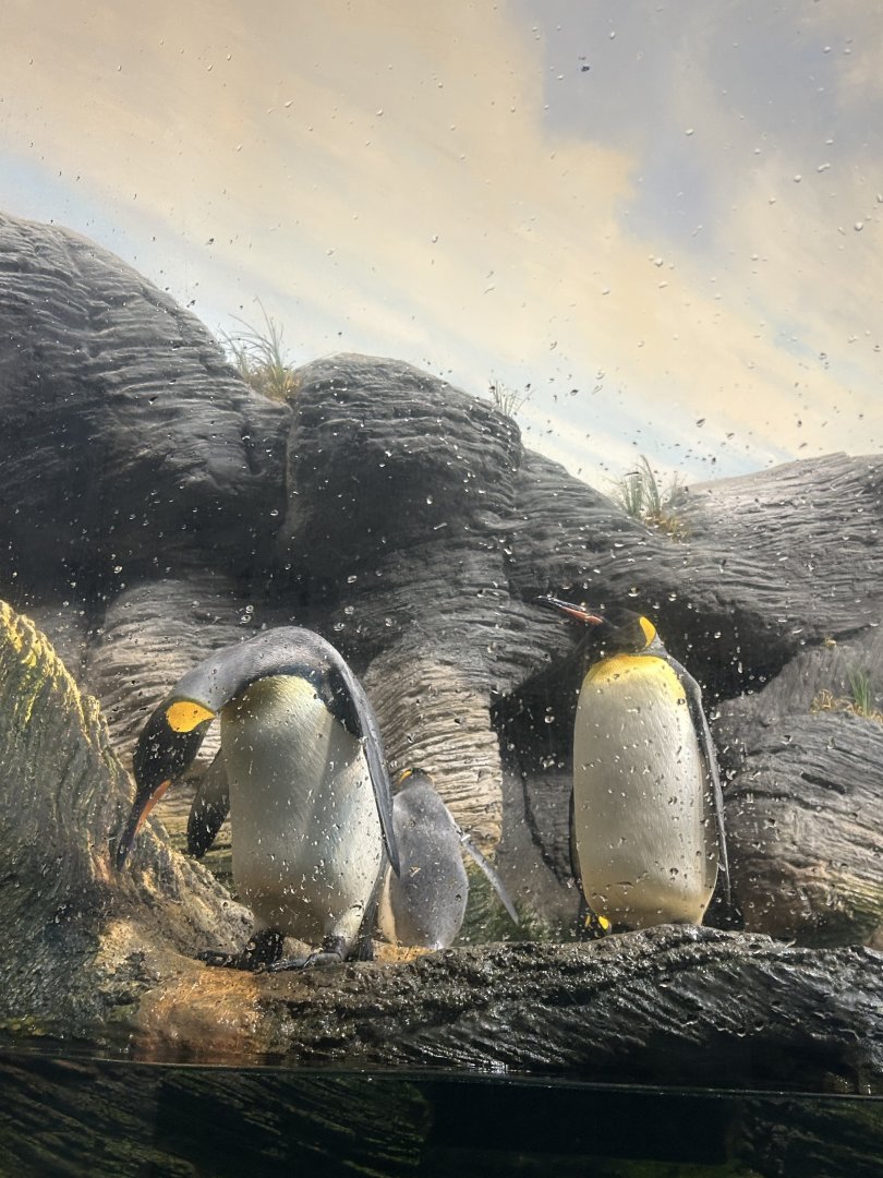 King penguins