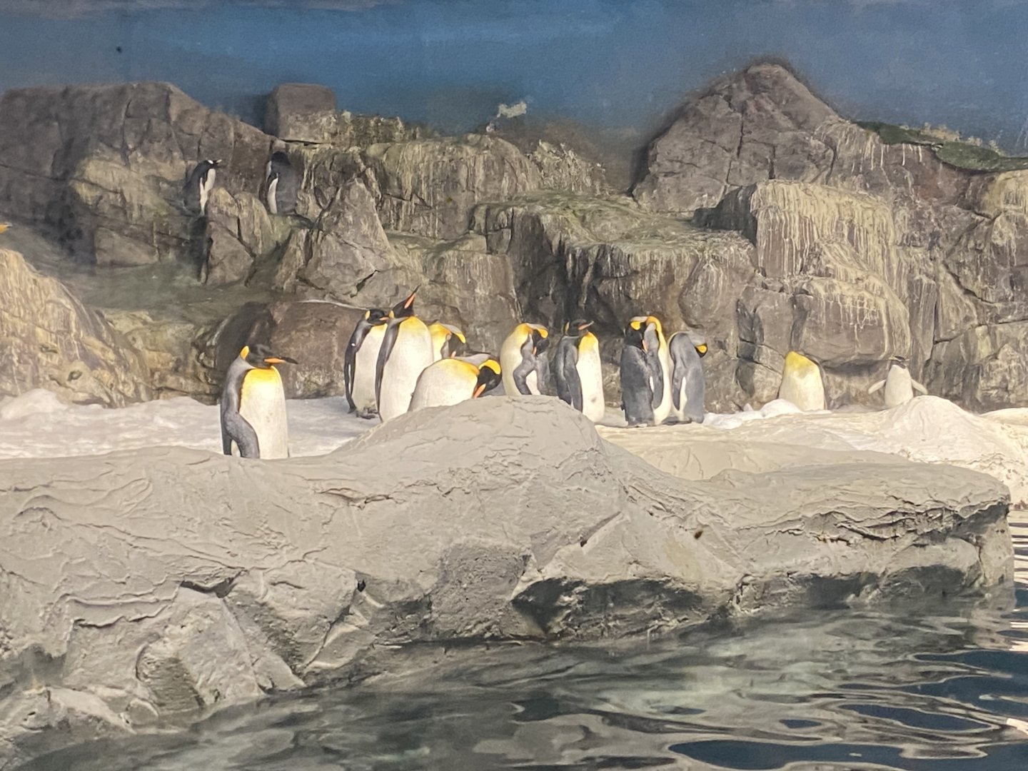 King penguins