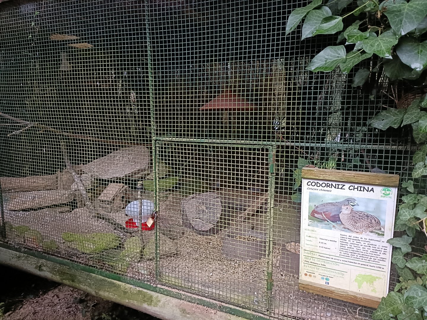 King quail exhibit - Avifauna lugo