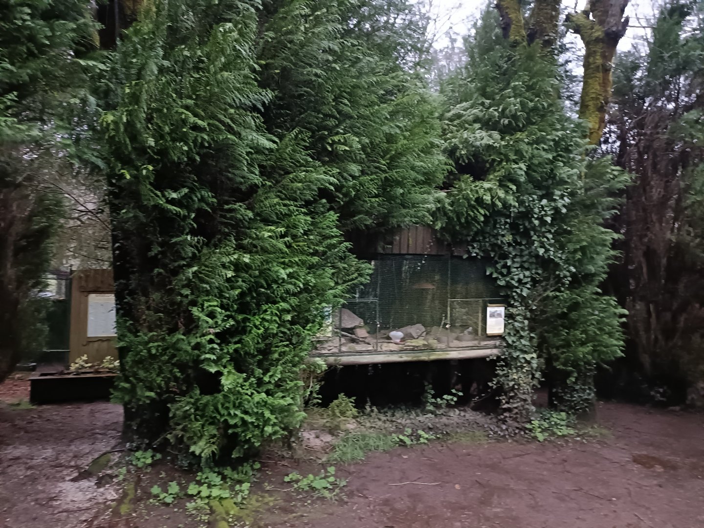 King quail exhibit - Avifauna lugo