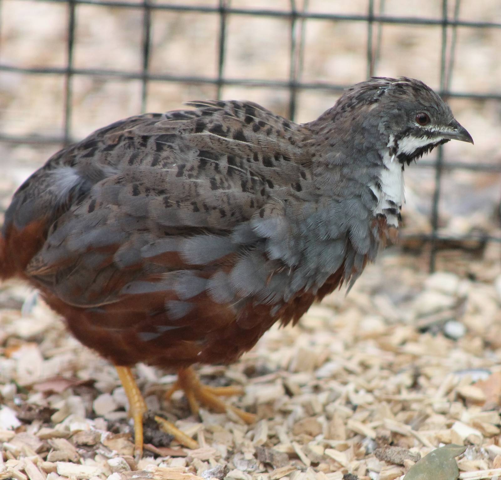 King quail male