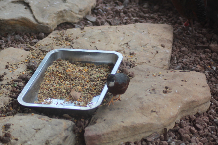 King quail (Synoicus chinensis lineatus)