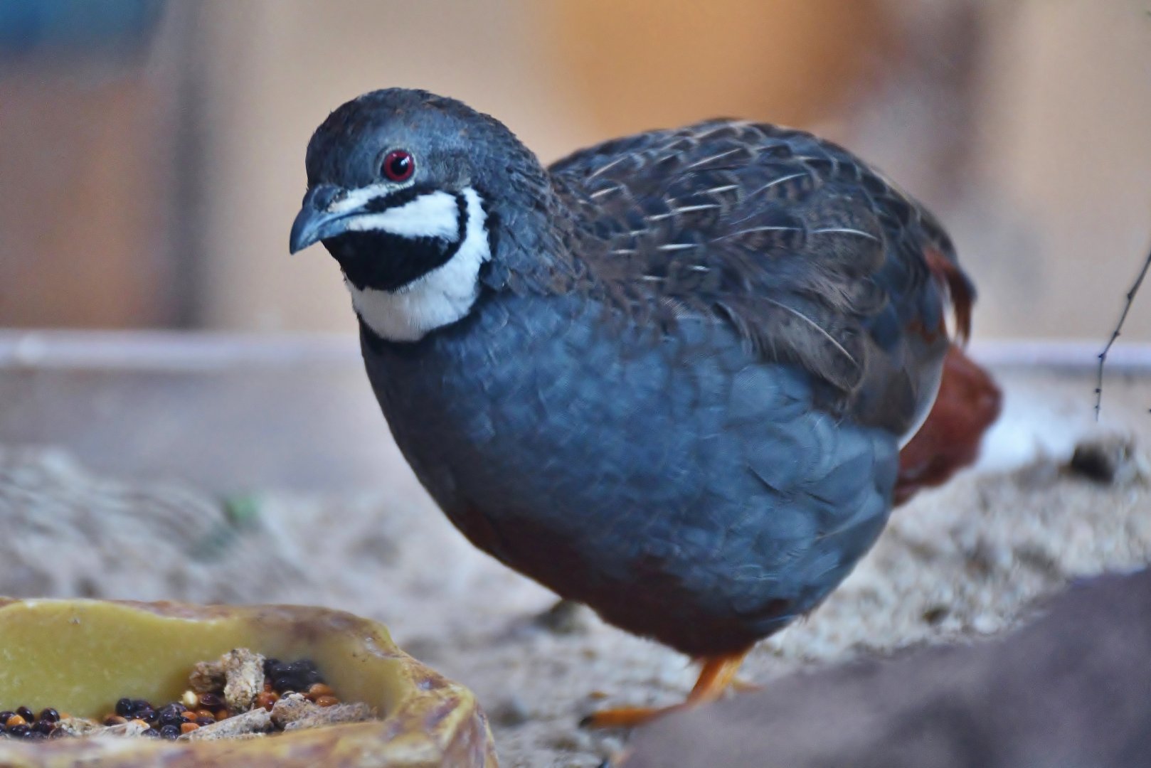 King Quail (Synoicus chinensis)