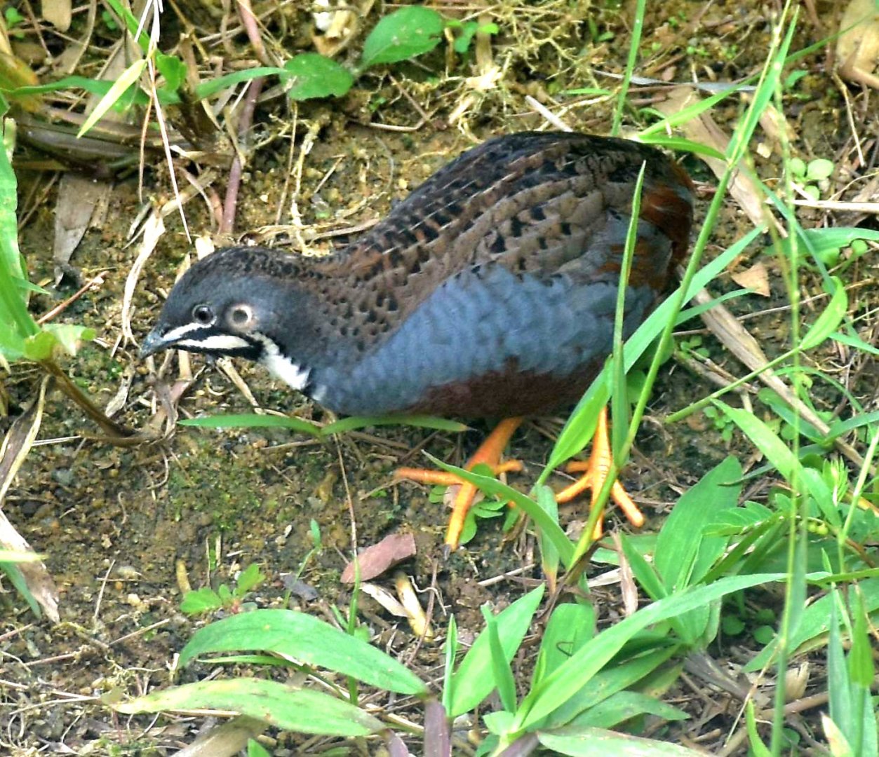 King Quail (Synoicus chinensis)
