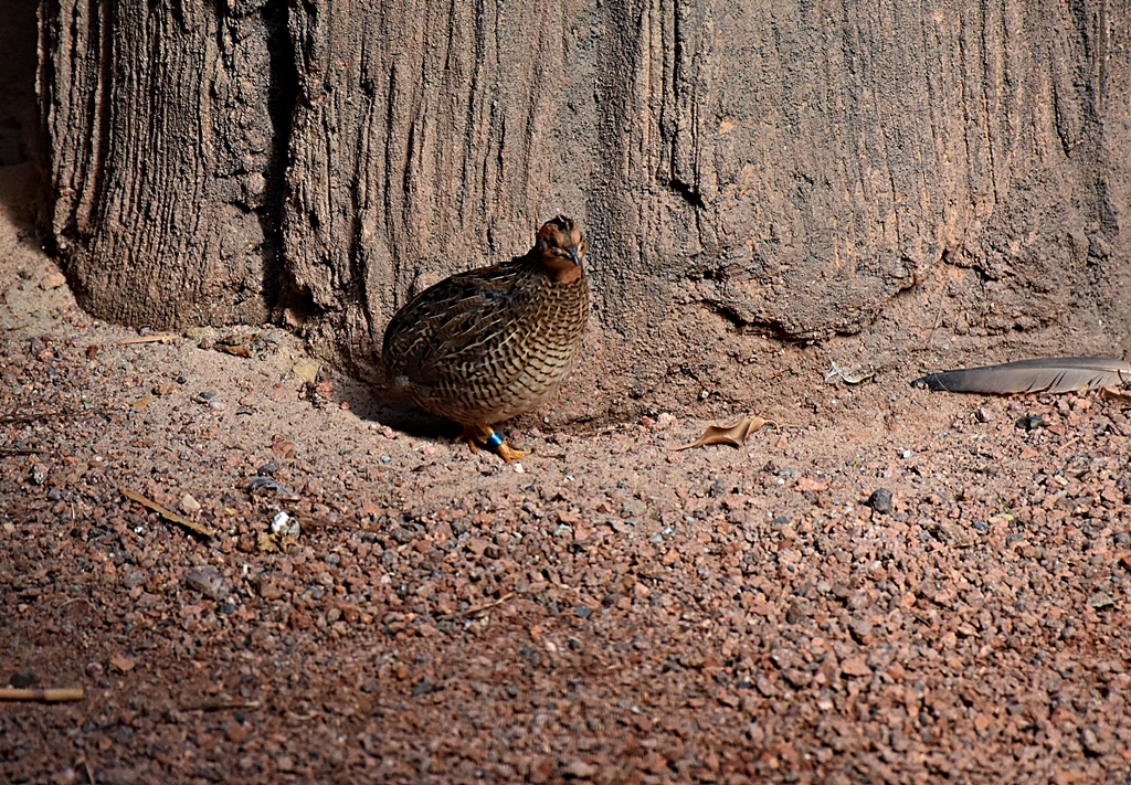 King quail