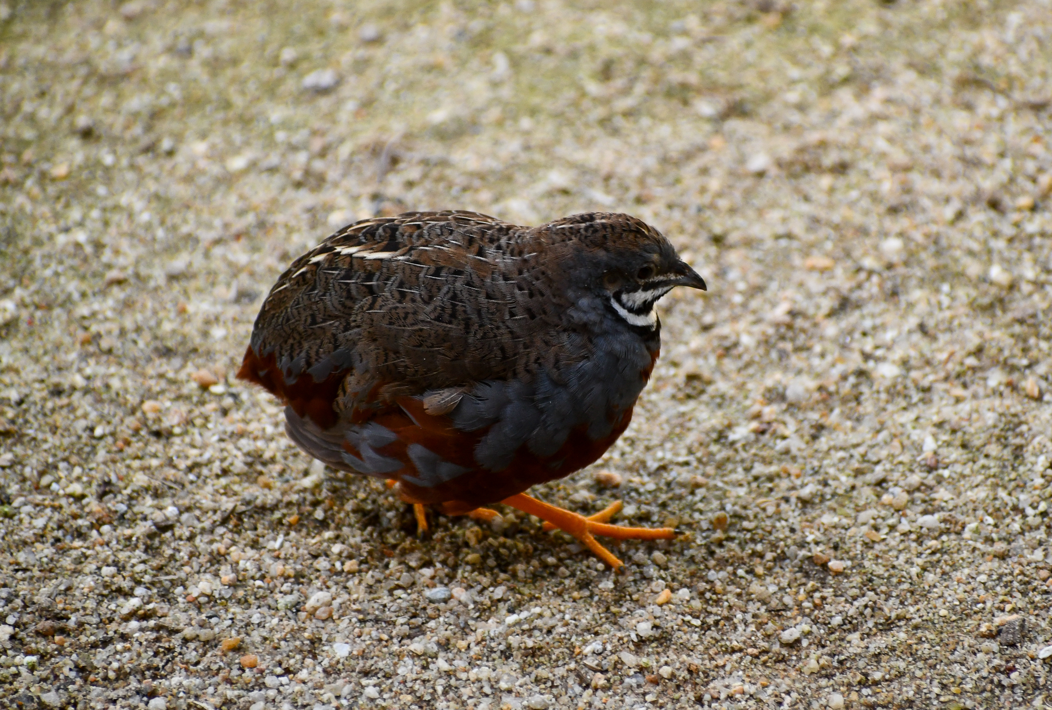 King Quail