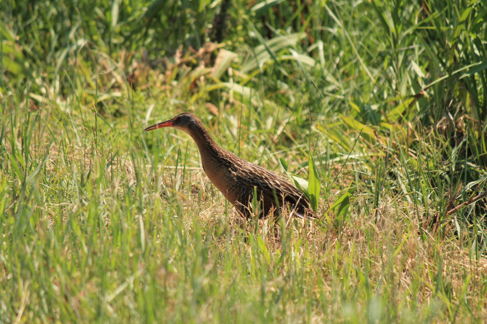 King Rail