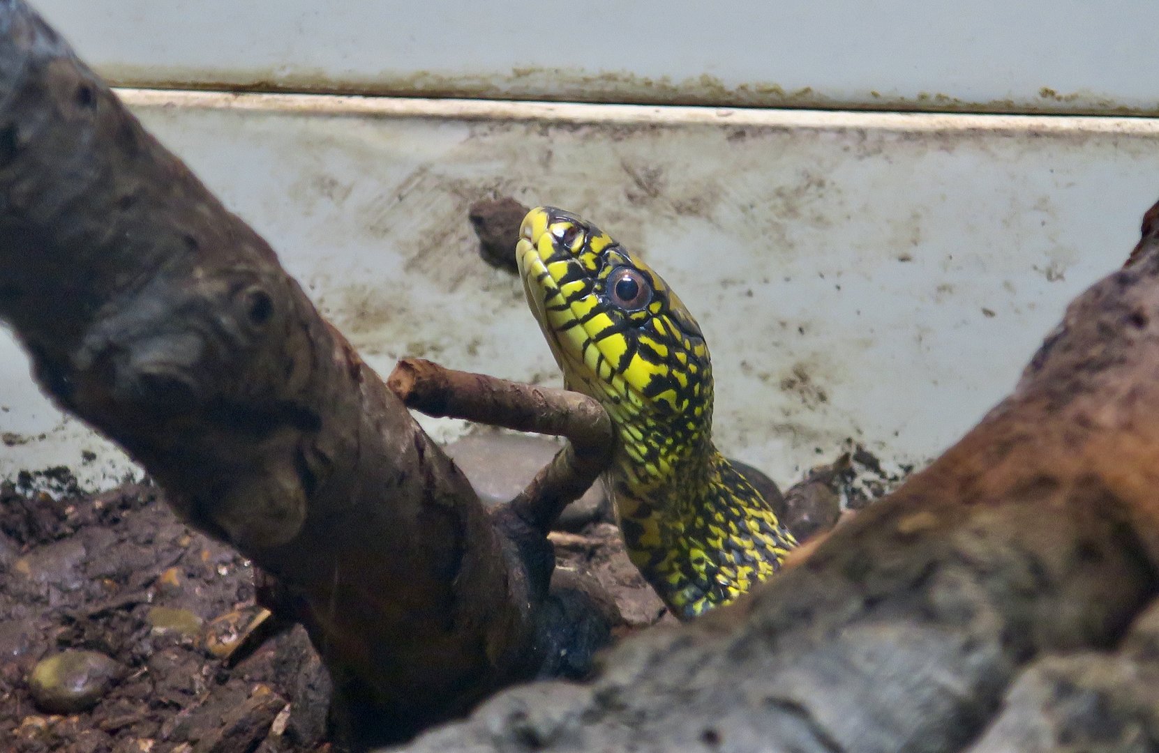 King Rat Snake (Elaphe carinata carinata)