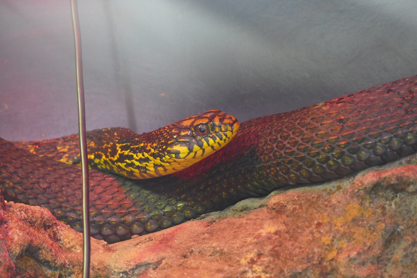 King rat snake, September 2018