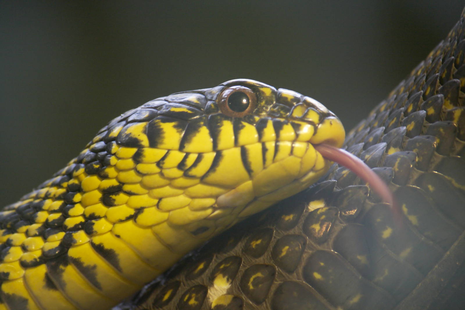 King ratsnake