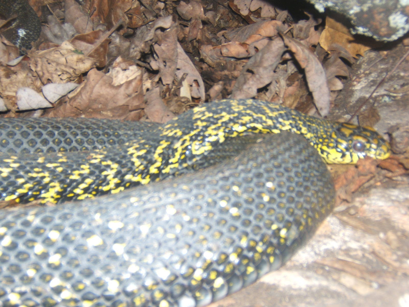 King Ratsnake
