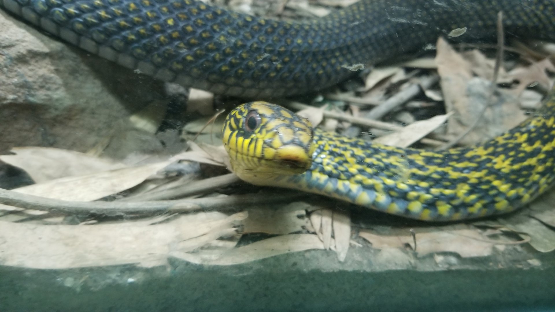 king ratsnake