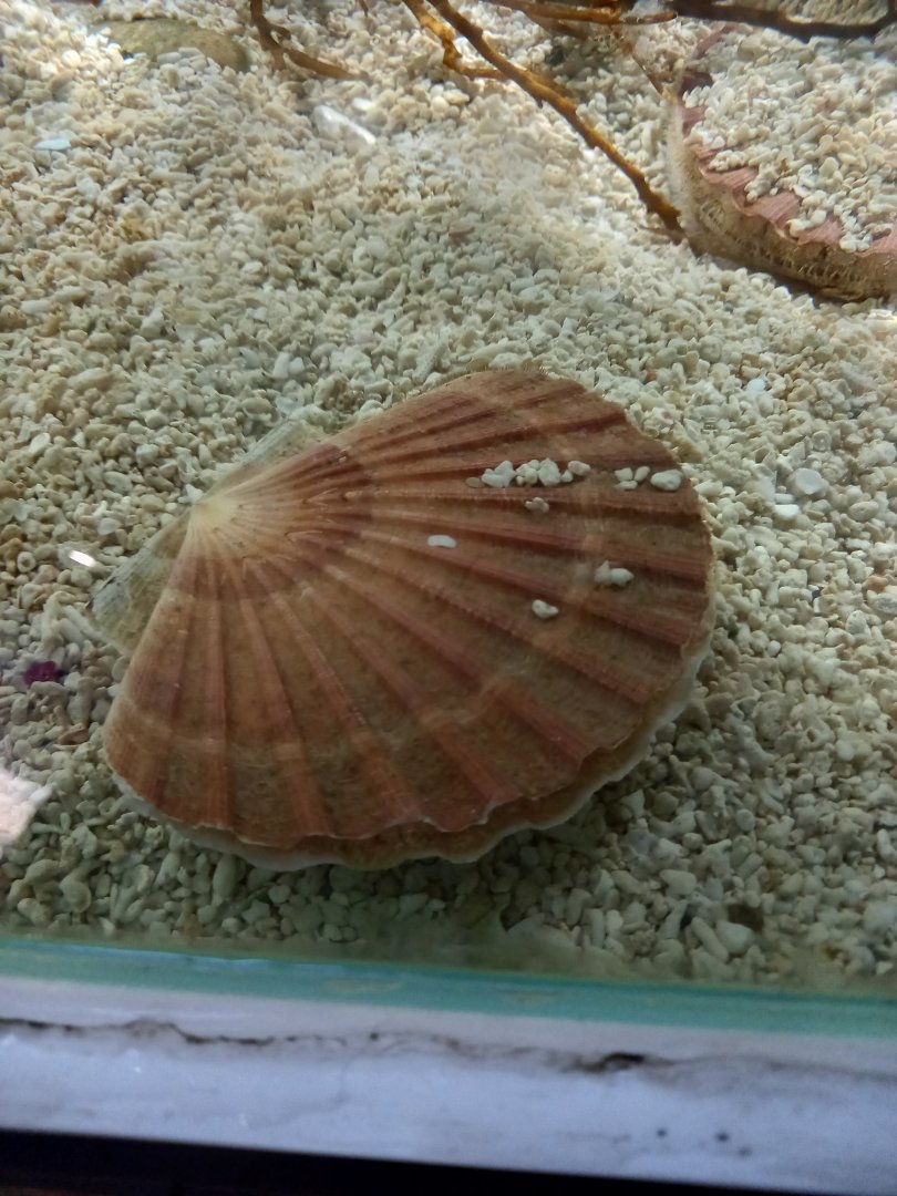 King Scallop