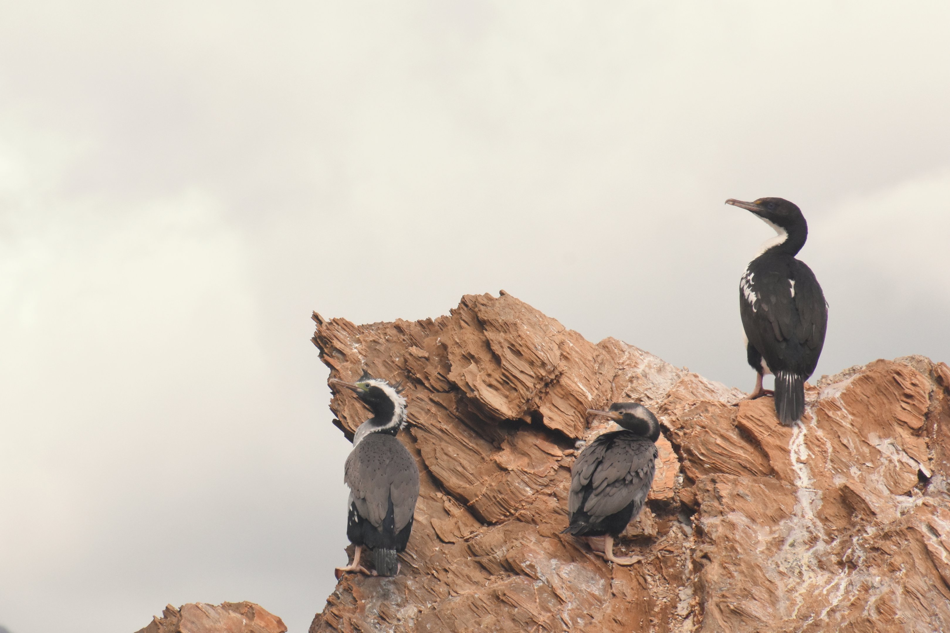 King shag and Spotted shags