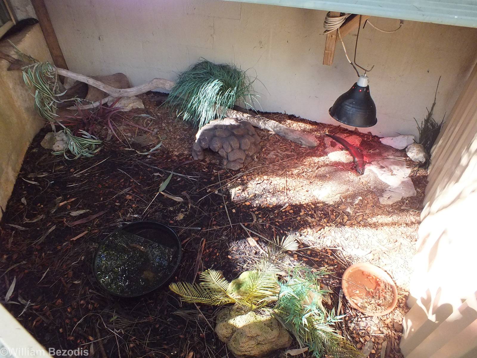 King Skink Enclosure