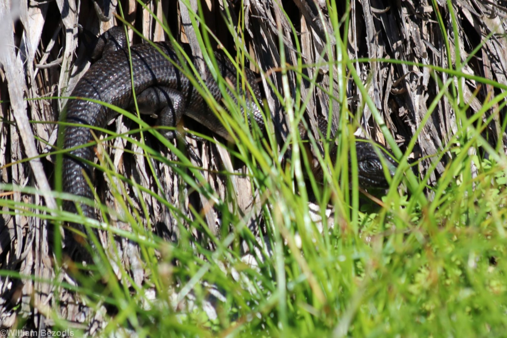 King Skink - Rottnest Island