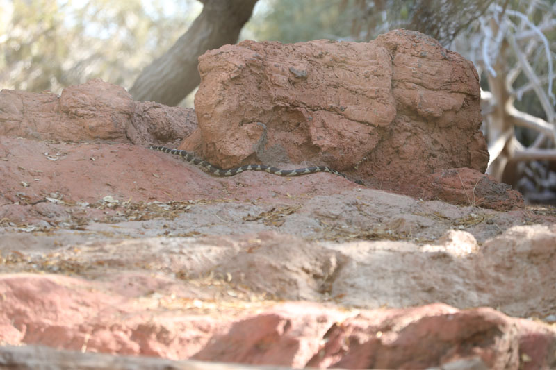 king snake in wolf exhibit