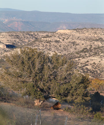 king surveying his domain