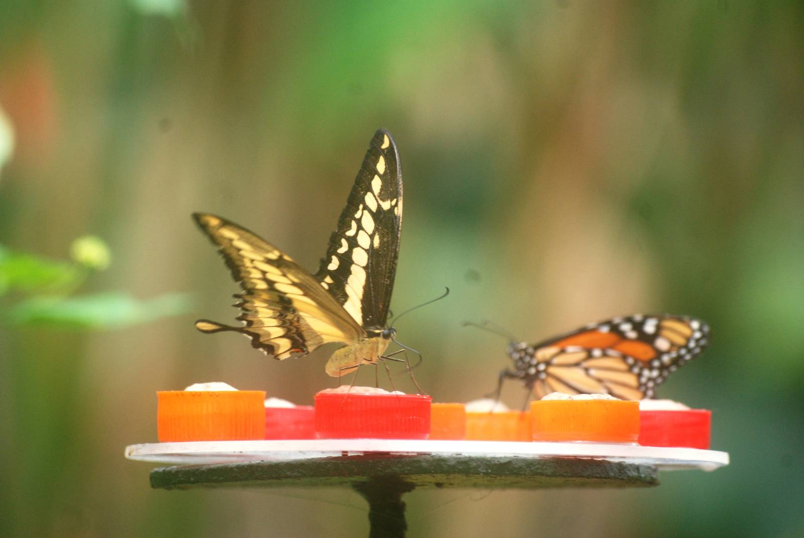 King Swallowtail at Santillana del Mar, 13/06/15
