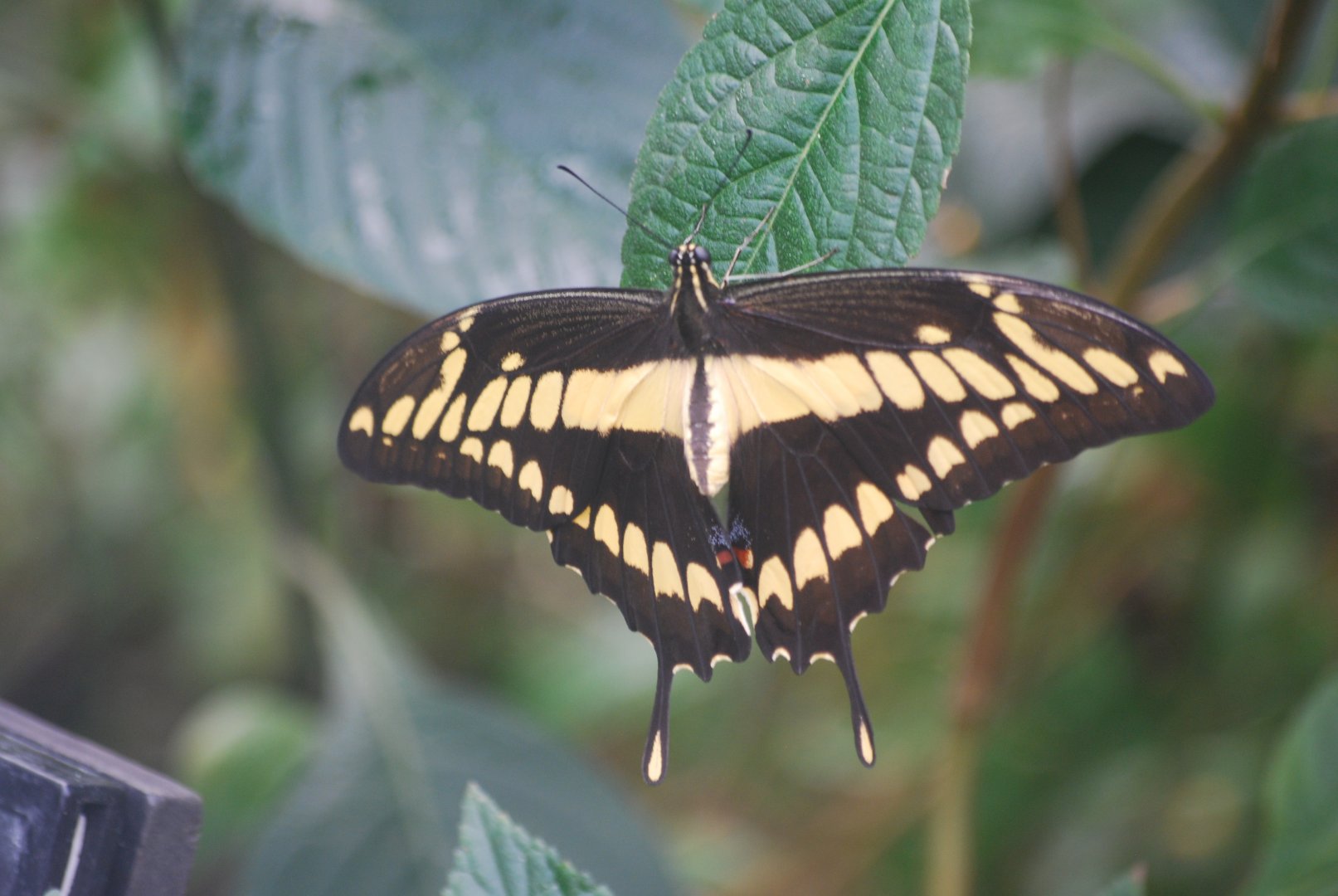 King swallowtail at ZSL London, 5/10/2024